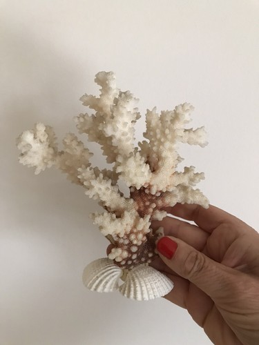 Corail bloc vintage - corail,