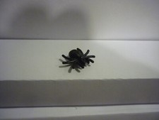 Lego  Animal araignée spider