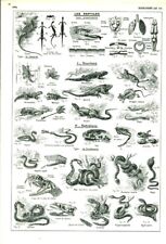 Document ancien zoologie les