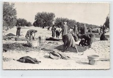 Tunisie - Domaine Dazinville - La récolte des olives - CARTE PHOTO Année 1959 -