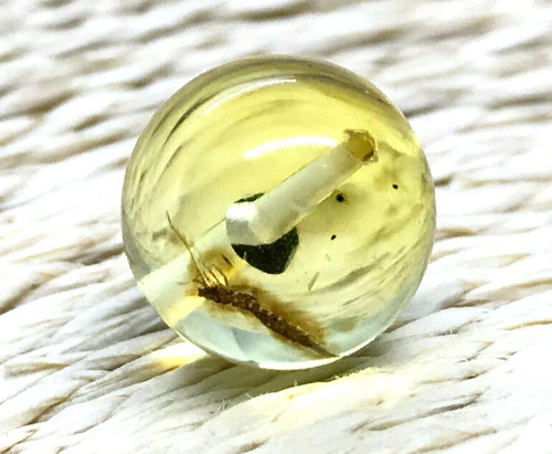Ambre cadeau insecte perle - insecte,