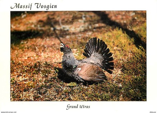 Carte postale animaux - -,