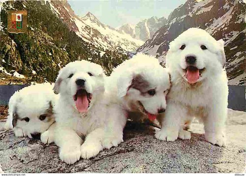 Carte postale animaux - animaux,