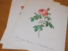 LOT 3 IMPRIMERIE REMOND rose