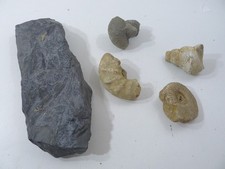 5 pierres fossiles coquillage