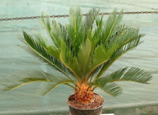 CYCAS REVOLUTA