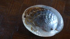 COQUILLE D'ORMEAU