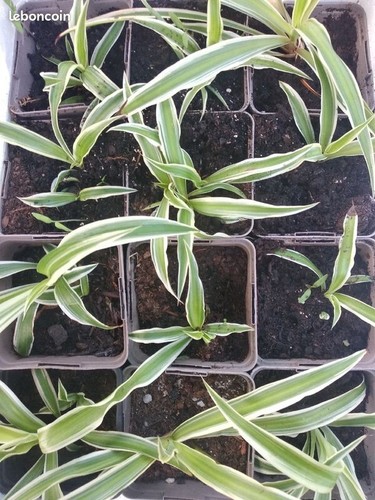Chlorophytum plante - chlorophytum,