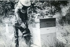 CPSM / PHOTO MALAUCENE / EXPOSITION APICOLE 1983 APICULTEUR A PIED D'OEUVRE