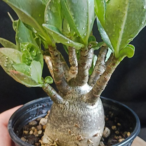 Adenium arabicum onyx - adenium,