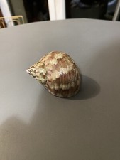coquille Escargot Turbo Nacré Vert. mer vintage cabinet curiosite Taxidermie