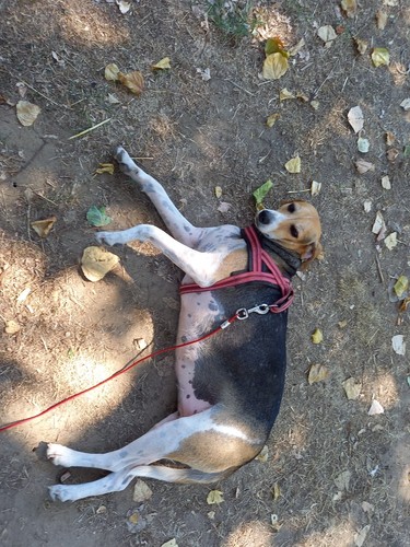 Donne chien femelle cause - donne,