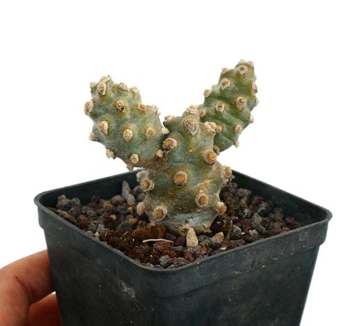 Tephrocactus molinensis - ,