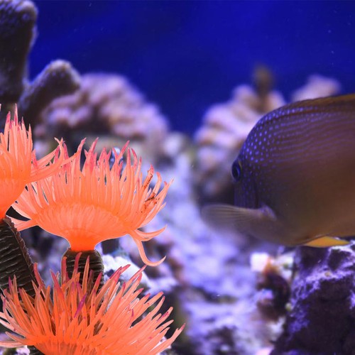 Aquarium pour poissons - aquarium,