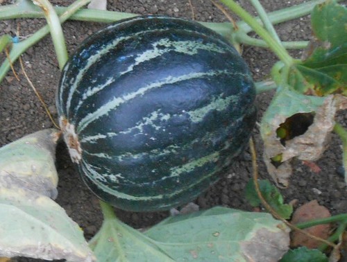 Graines melon lunéville - graines,