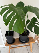 Bouture monstera deliciosa - monstera,