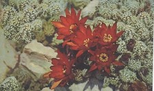 MONACO -- MONTE CARLO -- CPA