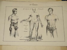 Ecole FRANCAISE XIX LITHO ANATOMIE COURS de DESSIN HOMME NU ECORCHE gay int 1830