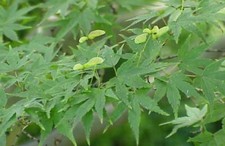 Erable du Japon - Acer