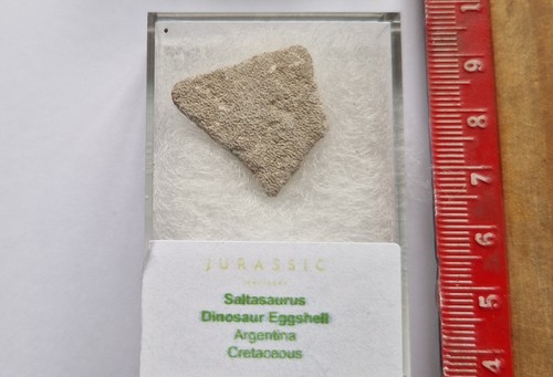 Pièce fossile saltasaurus - de,
