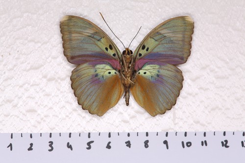 Euphaedra xypele