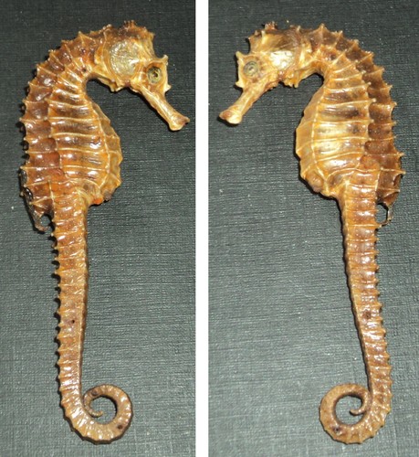 Rare ancien hippocampe