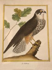 OISEAUX RAPACE  "Le Hobreau" – Buffon & Martinet 1770