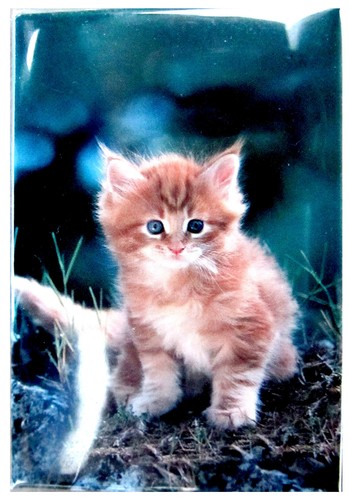 Magnet rectangulaire chaton - rectangulaire,