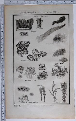 1788 original imprimé - original, botany