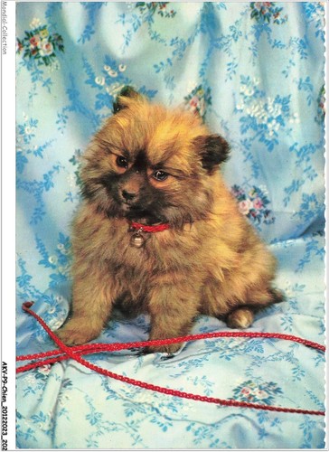 Akvp9 0746 chien chiot chow - akvp9-0746-chien,