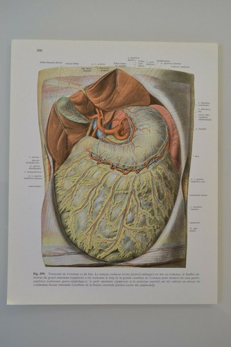 Planche anatomie humaine - planche,