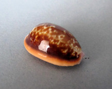 Cypraea Helvola Argella 26,2