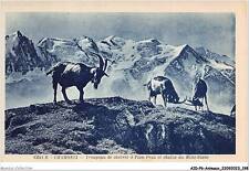 AIDP6-ANIMAUX-0576 - chamonix