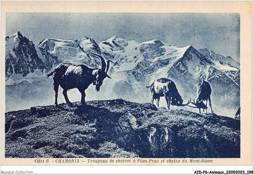 Aidp6 animaux 0576 - aidp6-animaux-0576,
