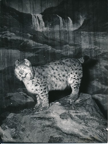 Taxidermie 1950 photo - 1950,