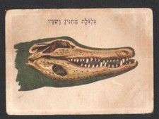 Carte crâne d'alligator du