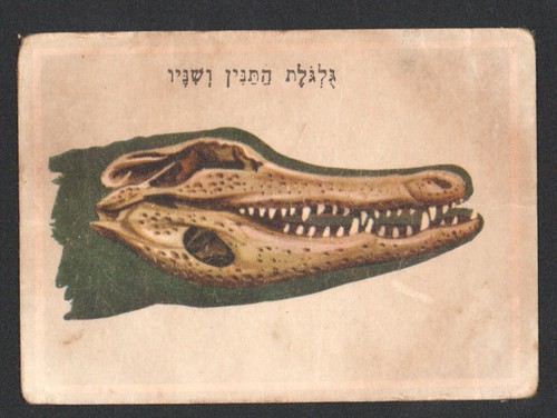 Carte crâne alligator du - d'alligator,