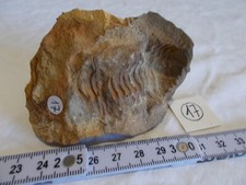 FOSSILE.TRILOBITE.CALYMENE.MAROC.MOULAGE EXTERNE.ERE PRIMAIRE.130G