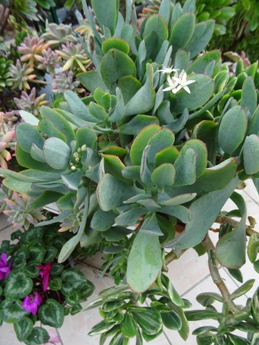 Lot plantes crassula - plantes,
