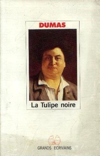 Tulipe noire dumas - tulipe,