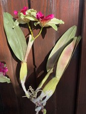 Magnifique tige d'orchidée artificielle, couleur rose fuchsia. ( sans pot )