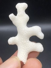 2.32'' / 5,9 cm - Très beau Corail blanc ancien