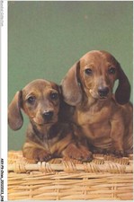 AKVP9-0669-CHIEN - DEUX TECKEL