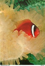 Animaux - Poissons - Poisson Clown (amphiprion ephippium) - Famille des Pomacent