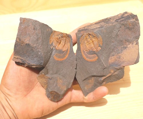 Declivolithus trilobite fossil - declivolithus,