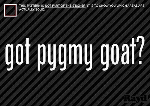 Got pygmy chèvre - got,