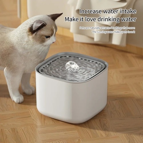 Fontaine eau chat chien - eau,