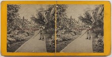 Plantes Végétation Intérieur d'une serre c1900 Photo Stereo Photomécanique