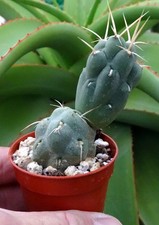 CUMULOPUNTIA FEROCIOR