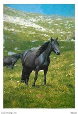 Animaux - Chevaux - Cheval de